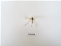 藏品(蟻蛉98)的圖片